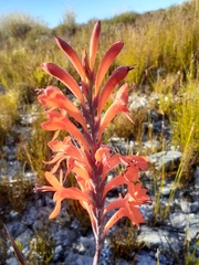 Watsonia schlechteri