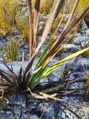 Watsonia schlechteri