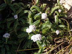 Valeriana philippiana