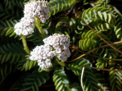 Valeriana philippiana