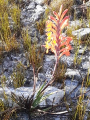 Watsonia schlechteri