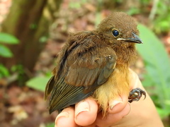 Thamnomanes saturninus