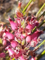 Erica praecox