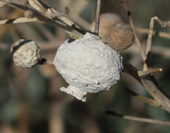 Eumenes tripunctatus