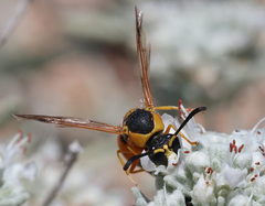 Eumenes tripunctatus