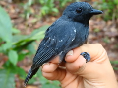 Thamnomanes saturninus