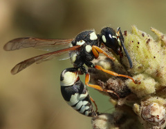 Pseudepipona beckeri
