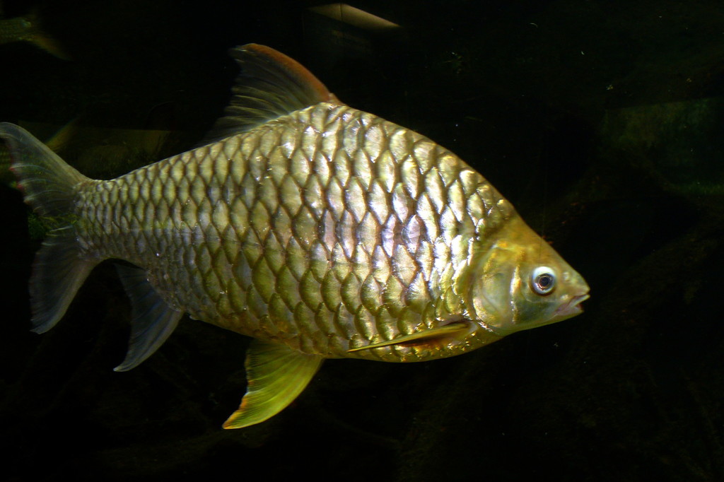 Golden Belly Barb