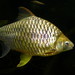 Lemon Fin Barb - Photo (c) Haplochromis, some rights reserved (CC BY-SA)