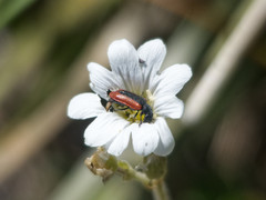 Arthrobrachus nigromaculatus