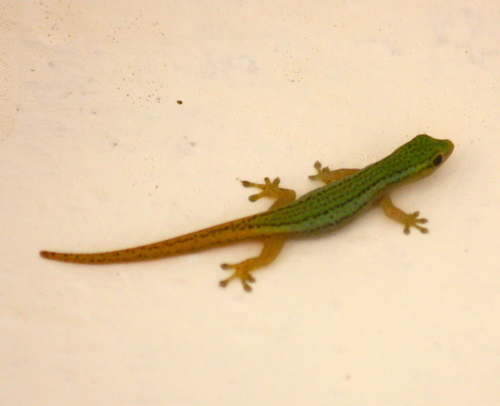 Lygodactylus conraui