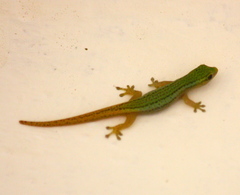 Cameroon Dwarf Gecko photo 5