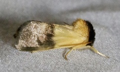Exyra semicrocea