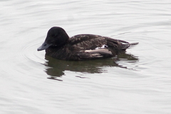 Melanitta fusca