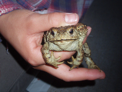 Bufo gargarizans
