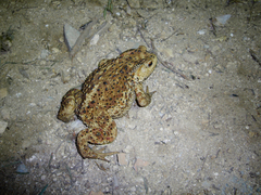 Bufo gargarizans