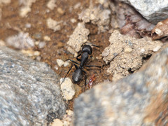Camponotus distinguendus