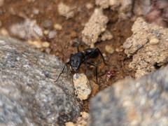 Camponotus distinguendus