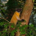Formosan Yellow-throated Marten - Photo (c) copyboy, some rights reserved (CC BY-NC)
