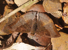 Euthalia monina kesava