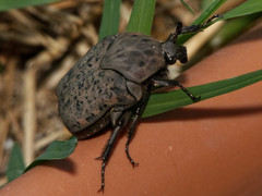Gymnetis litigiosa