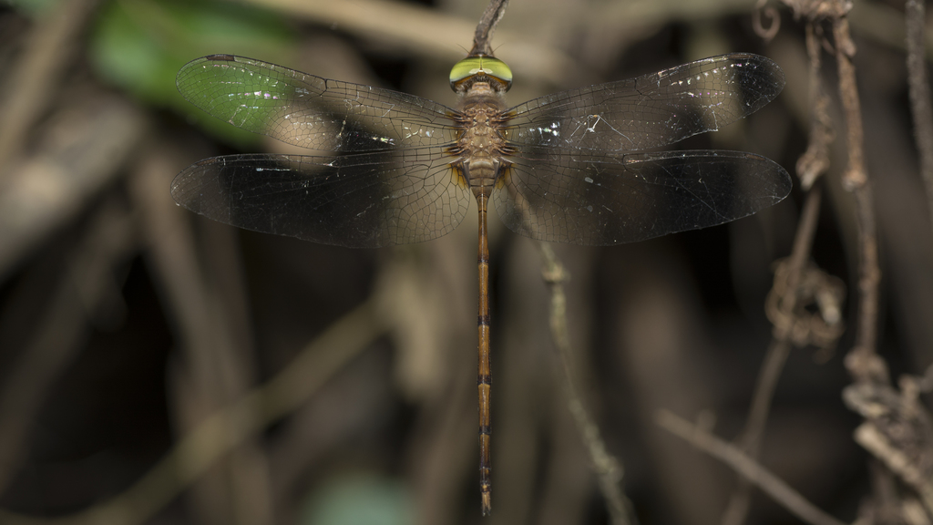 Long-tailed Duskdarter