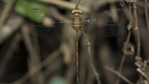 Long-tailed Duskdarter