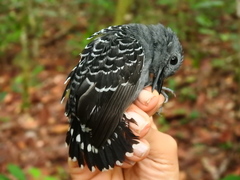 Willisornis poecilinotus