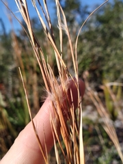 Andropogon tracyi