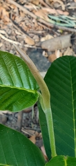 Dipterocarpus alatus