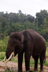 Elephas maximus sumatranus