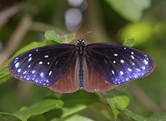 Euploea mulciber mulciber