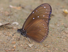 Euploea mulciber mulciber