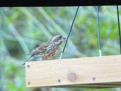 Haemorhous purpureus purpureus