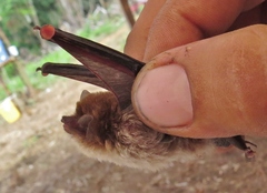 Thyroptera tricolor