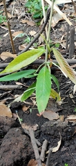 Dipterocarpus chartaceus