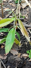 Dipterocarpus chartaceus