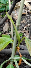 Dipterocarpus chartaceus