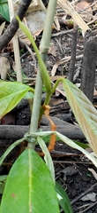 Dipterocarpus chartaceus