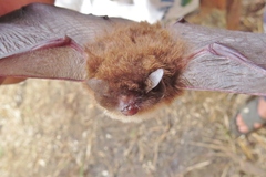Thyroptera tricolor
