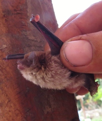 Thyroptera tricolor
