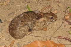 Sylvilagus gabbi