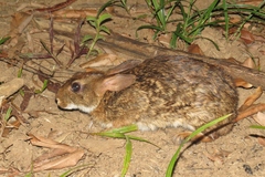 Sylvilagus gabbi