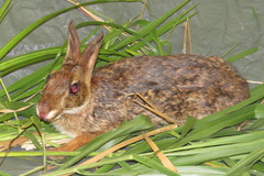 Sylvilagus gabbi