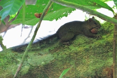 Sciurus richmondi