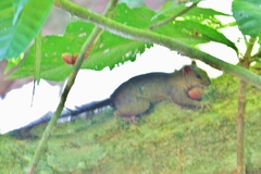 Sciurus richmondi