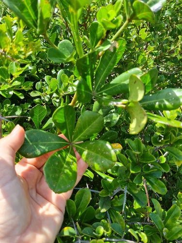 Cussonia thyrsiflora Thunb. 2