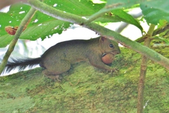 Sciurus richmondi