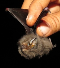 Cyttarops alecto