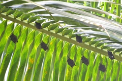 Cyttarops alecto